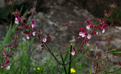 Salvia hierosolymitana hierosolymitana