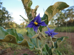 Solanum lycocarpum