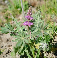 Lupinus microcarpus microcarpus