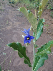 Solanum lycocarpum
