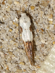 Mompha circumscriptella