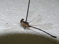 Argiolestidae