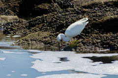 Egretta thula