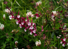 Salvia hierosolymitana hierosolymitana