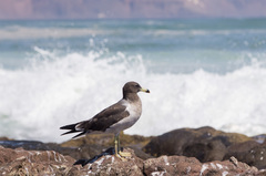 Larus belcheri
