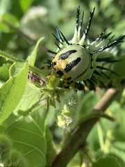 Lophostethus dumolinii