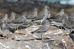 Calidris virgata