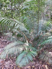 Calamus beccarii