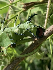 Lophostethus dumolinii