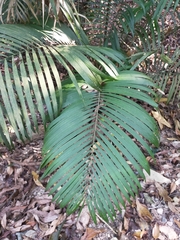 Calamus beccarii