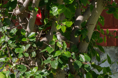 Pyrocephalus rubinus cocachacrae