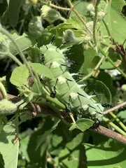 Lophostethus dumolinii