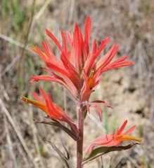Castilleja subinclusa subinclusa