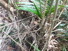 Calamus beccarii