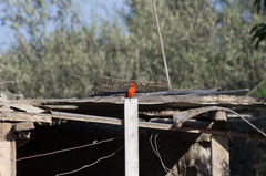 Pyrocephalus rubinus cocachacrae