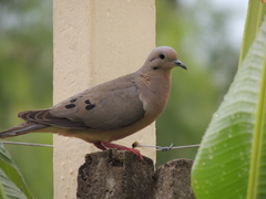 Zenaida auriculata