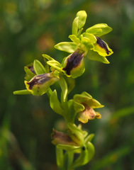 Ophrys lutea galilaea