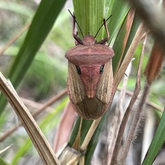 Chalcopis glandulosa
