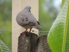 Zenaida auriculata