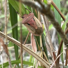 Chalcopis glandulosa