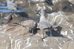 Leucophaeus modestus