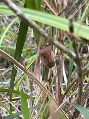 Chalcopis glandulosa