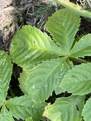 Cyphostemma barbosae