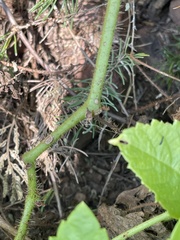 Cyphostemma barbosae