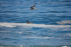 Poikilocarbo gaimardi