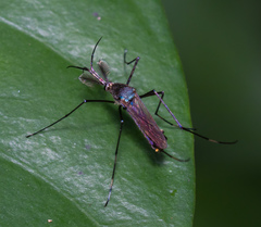 Toxorhynchites splendens