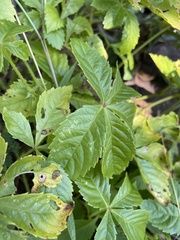 Cyphostemma barbosae