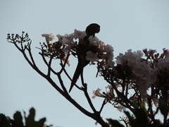 Psittacara leucophthalmus