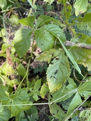 Cyphostemma barbosae