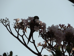 Psittacara leucophthalmus