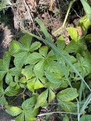 Cyphostemma barbosae