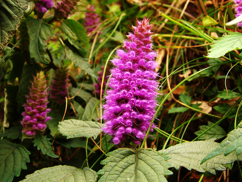 Elsholtzia splendens