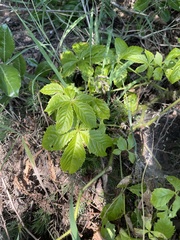 Cyphostemma barbosae