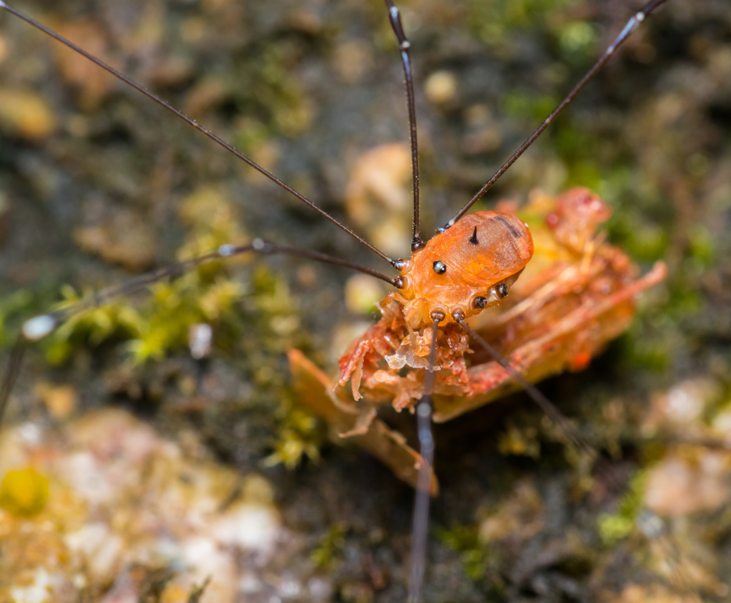 Gagrella sherriffsi