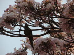 Psittacara leucophthalmus