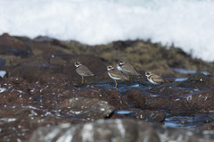 Charadrius semipalmatus