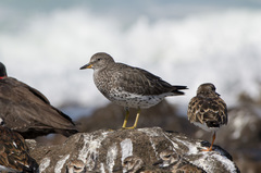 Calidris virgata