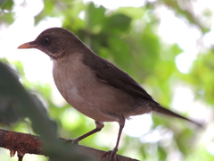 Turdus amaurochalinus