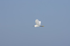 Egretta thula