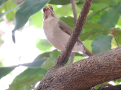 Turdus amaurochalinus