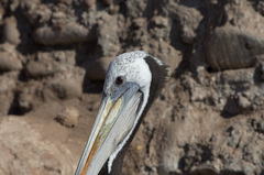 Pelecanus thagus
