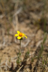 Leptosyne calliopsidea