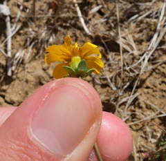 Leptosyne calliopsidea