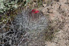Oreocereus hempelianus