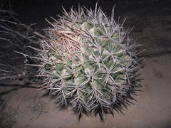 Ferocactus santa-maria