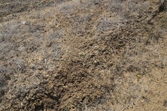 Leptosyne calliopsidea